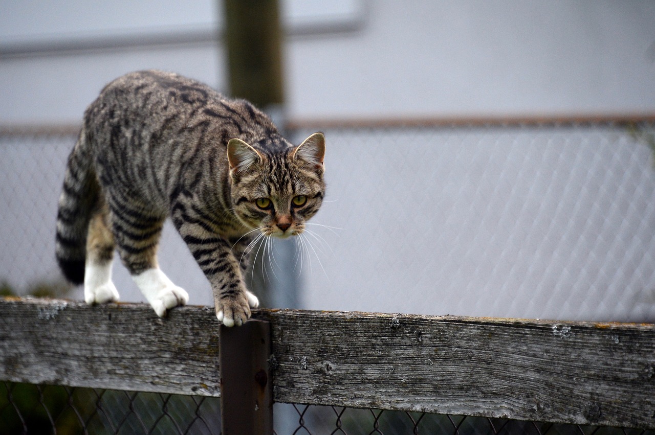 最新橘猫，魅力特点与养护知识全解析